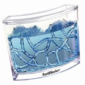 antfarm