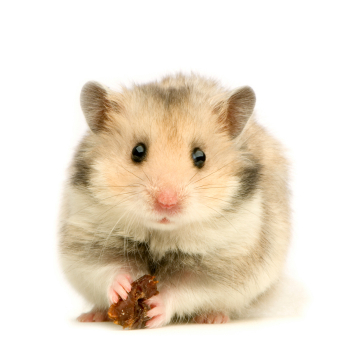 Real Hamsters Making a Comeback, But Beware